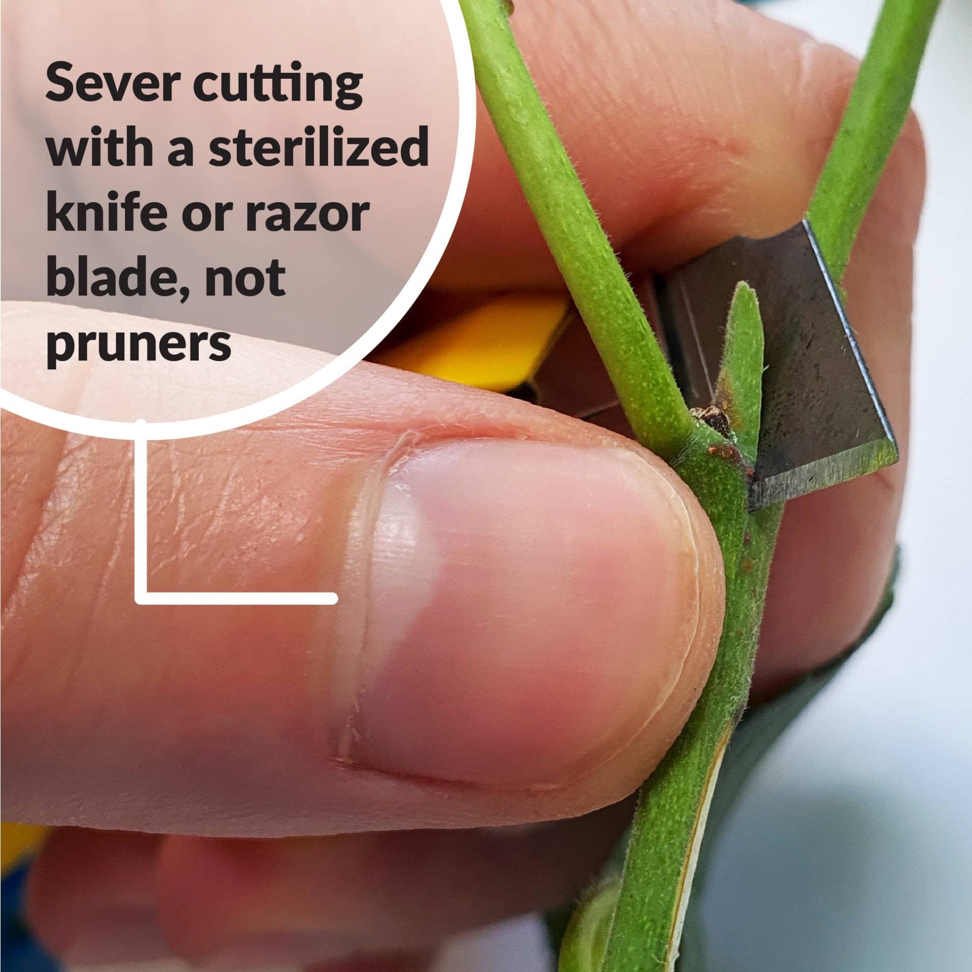 Sever cutting with a sterilized knife or razor blade, not pruners